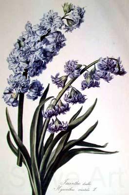 Cornelis van Spaendonck Prints Hyacinth Spain oil painting art